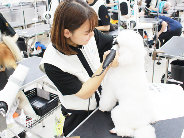 学校のモデル犬とトリミング実習♪